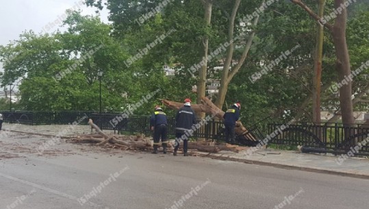 Era dhe rrebeshi rrëzojnë pemën në mes të rrugës në Berat (VIDEO)