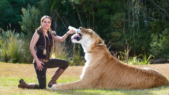 Gjysëm luan dhe gjysëm tigër/ Njihuni me kafshën më të madhe në botë (VIDEO)