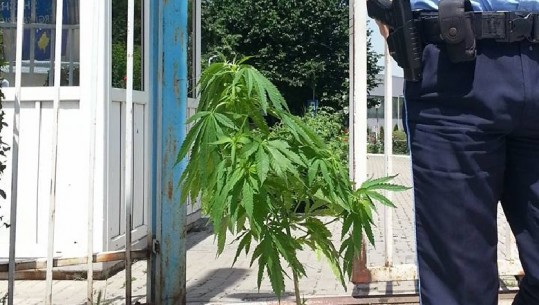 Çuditet policia kosovare, gjen bimën e kanabisit para ndërtesës së Qeverisë 