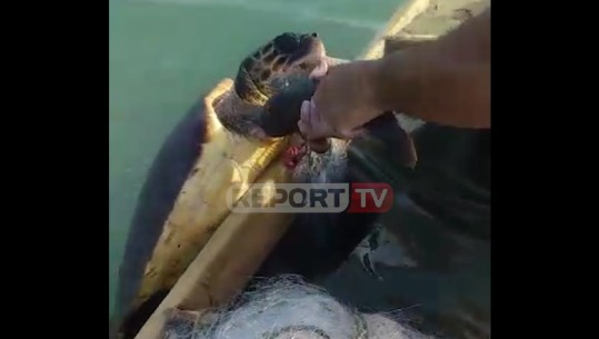 Peshkatari kap breshkën e rrallë në Vlorë: Tani ik edhe mos hajde më, dëgjove? Ciao! /VIDEO