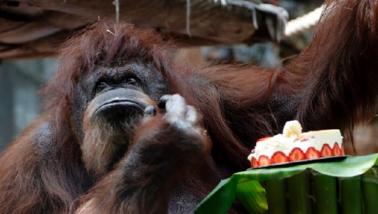 Nenette, orangotangu më i famshëm i Francës, feston ditëlindjen e 50-të