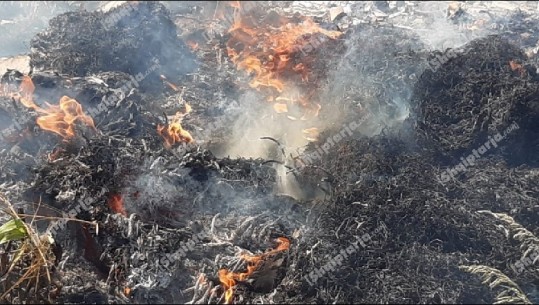 Divjakë/ Zjarr afër Parkut Kombëtar të Karavastasë (VIDEO+FOTO)