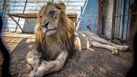 U 'torturua' në Fier/ Ngordh luani Zhak në Holandë, i kishte veshkat e dëmtuara