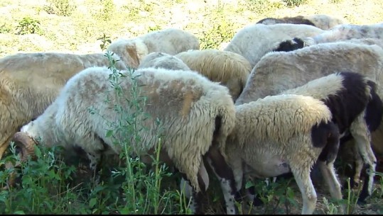 Gjirokastër/ Rikthehet sëmundja e plasjes tek kafshët, preken edhe tre persona në Përmet