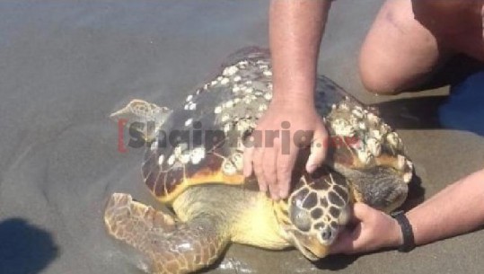 Breshka gjigante me një krah shfaqet në bregdetin e Spillesë (VIDEO)