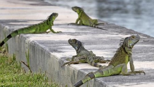 Autoritetet në Florida banorëve, vrisni iguanat