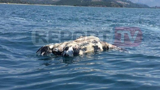 Gjendet një breshkë uji e vrarë në Butrint (FOTOT)