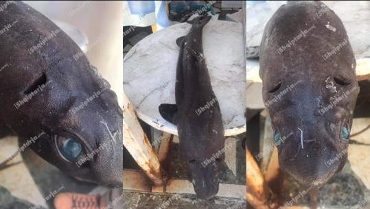 Specia e rrallë/ Peshkaqeni fokë bie në rrjetat e peshkatarëve të Vlorës (Pamjet)