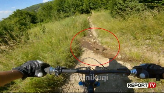VIDEO e rrallë nga kamera e trupit të një çiklisti...ariu dhe dy këlyshët i presin rrugën 
