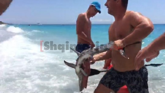 Peshku 'shpatë' rrezikon pushuesit në Drimadhe, ja si nxirret në breg (VIDEO)