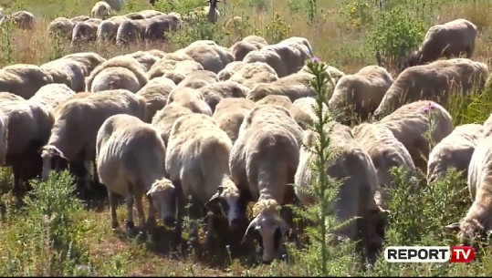 Rikthehet plasja te kafshët në Gjirokastër, veterineri: Ju bëj thirrje barinjve të lajmërojnë