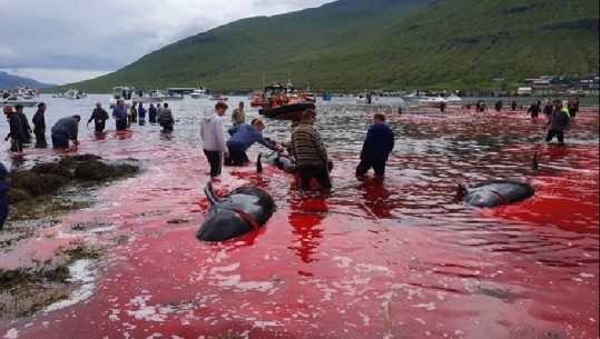 Pamjet të rënda! Peshkatarët vrasin balenat, skuqet deti në Ishujt Faroe