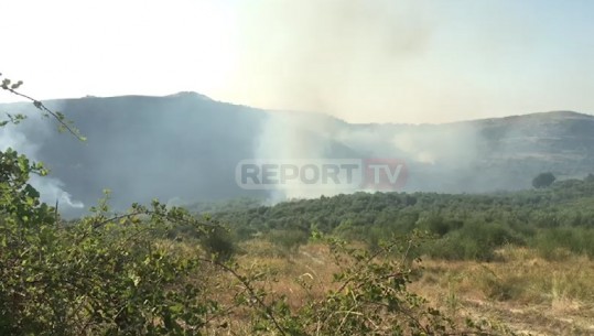 Zjarr i përmasave të mëdha në kodrat e Levanit/ Digjen 1000 rrënjë ulliri, dyshohet zjarrvënie e qëllimshme (VIDEO)