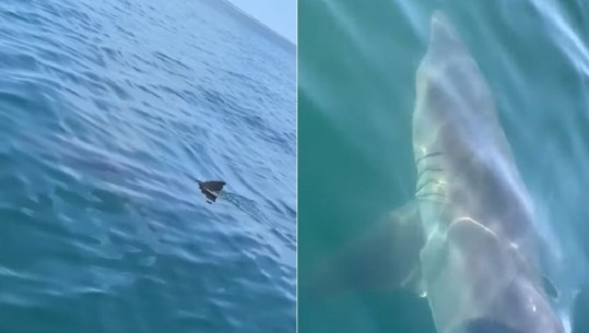 Peshkaqeni kalon poshtë varkës së turistëve, vajza: O zot, nuk është e mundur! (VIDEO)