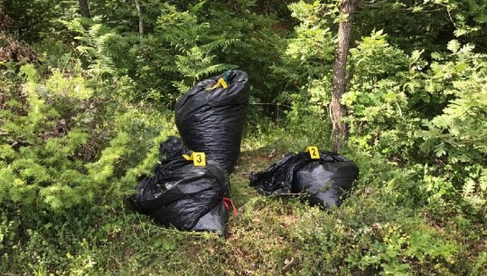 Shkodër/ Fshehën në pyll 60 kg kanabis, arrestohet një 38-vjeçar, nën hetim tre të tjerë