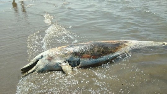 Pamje të rënda/ Delfini i ngordhur del në bregun e plazhit në Hamallaj (VIDEO)