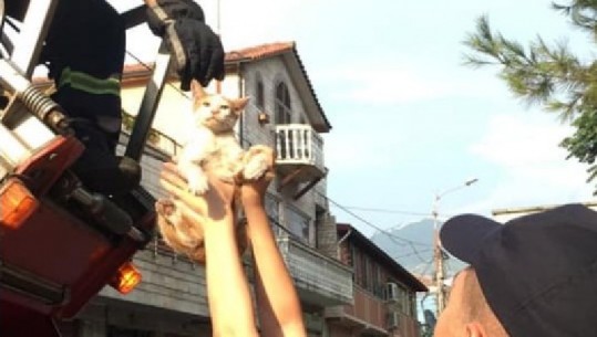 Forcat zjarrfikëse të Tiranës shpëtojnë macen që kishte mbetur në majë të selvisë