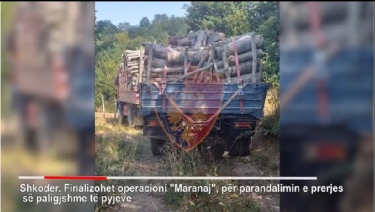 Shkodër/ Bllokohen dy kamionë me dru, vihen nën hetim 3 persona e pëson edhe inspektori i pyjeve