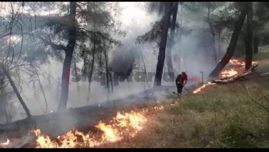 Zjarri përpin pishat në Fier, zjarrfikësit luftë flakëve me shkopinj (VIDEO)
