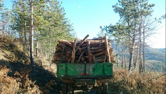 Lejuan prerjen e pyjeve në Shkodër dhe Malësi të Madhe/ Nën hetim drejtorë dhe inspektorë