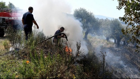 Vlorë/ Zjarr në një parcelë ullinjsh, dyshohet se është vënë  qëllimisht (VIDEO+FOTO)