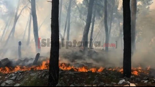 Bie zjarr në 'mushkërinë' e Elbasanit, për 3 orë flakët në Krastë shkrumbojnë një sipërfaqe të madhe me pisha (VIDEO)