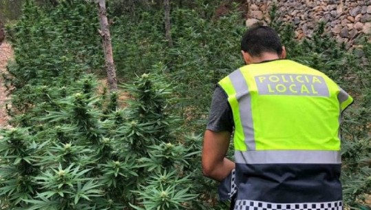 Spanjë/ Sekuestrohen 800 kg marijuanë, arrestohen 3 shqiptarët që e kultivonin