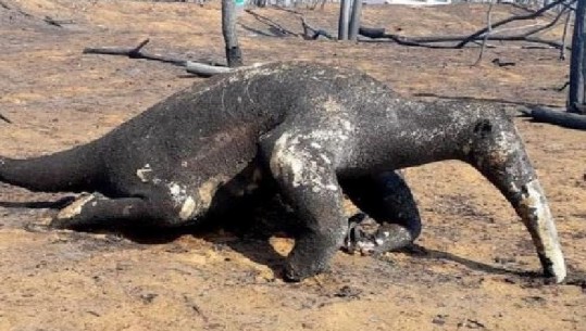 Bolivi, 2.3 milion kafshë të egra, viktima të zjarreve në savanën tropikale Chiquitania