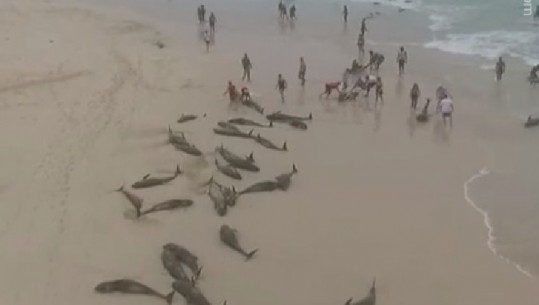 Gjenden qindra delfinë në breg....pushuesit i hedhin në ujë (VIDEO)