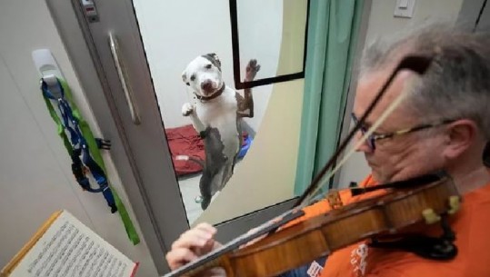  Violinisti luan kryeveprat e Bach dhe Mozart për qentë e abuzuar, reagimi i kafshëve është epik (VIDEO+FOTO)