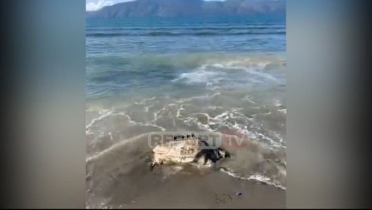 Vlorë/ Breshka e rrallë del e ngordhur në bregdet (VIDEO)