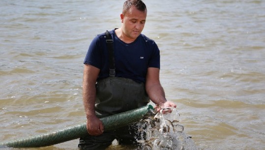 Për herë të parë pas 15 vitesh hidhen mbi 160 mijë rasate krapi në liqenin e Fierzës (VIDEO)