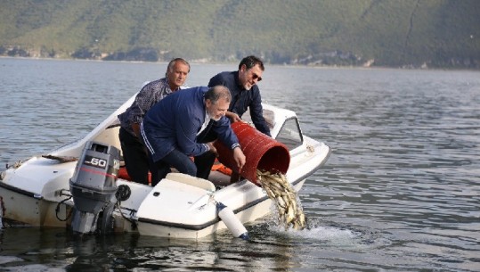Pasurimi i liqeneve me peshk, hidhen 300 mijë rasate krapi në Prespë (FOTO)