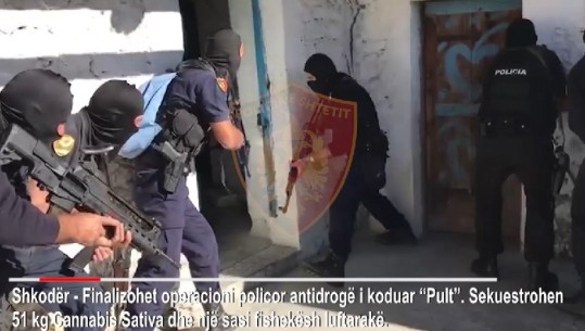 Shkodër/ Sekuestrohen 51 kg kanabis, trafikantët i 'ikin' policisë (VIDEO)
