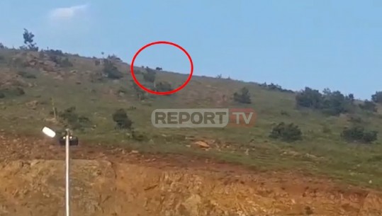 Dje sulmoi çobanin, ariu zbret në Kalimash te trau i pagesës së Rrugës së Kombit (VIDEO)