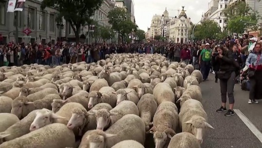 Madrid, barinjtë në kërkim të kullotave pushtojnë 'Rrugën Mbretërore': Është e drejta jonë (VIDEO)