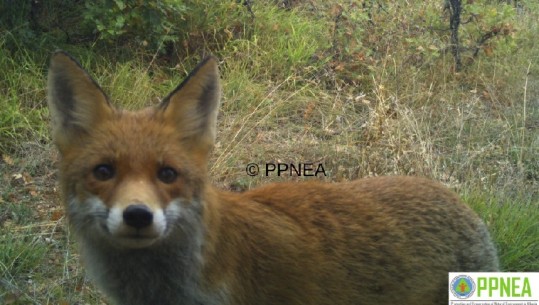 Kamerat kurth fotografojnë  kafshët e egra në Parkun Kombëtar të Prespës, pamje fantastike