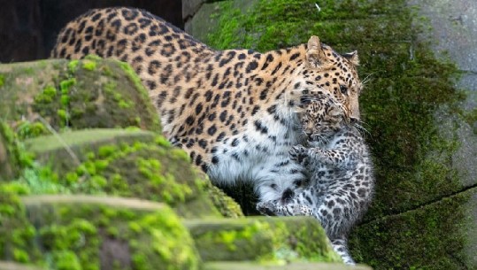 Leopardët e vegjël shoqërohen nga nëna e tyre në hapat e parë (FOTO)
