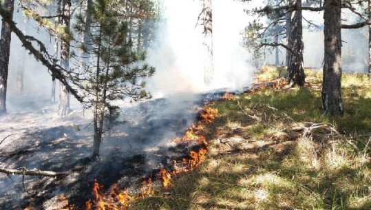 Vijon zjarri masiv në pyjet e Devollit dhe Bulqizës, ushtria dhe banorët luftë me flakët, kërkohet ndihmë nga ajri (VIDEO)