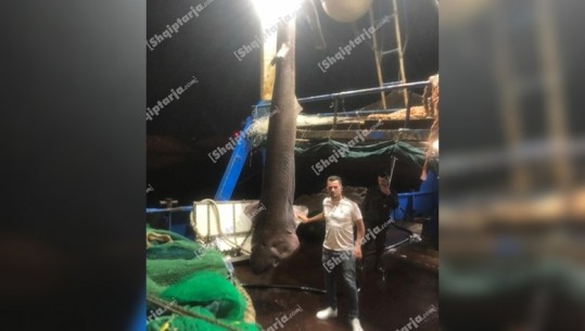 Kapet peshkaqeni 450 kg në Durrës, i njohur si një grabitqar shumë i rrezikshëm që mund të sulmojë edhe njerëz (VIDEO)