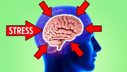 Studimet: Stresi mund të shkaktojë zvogëlimin e trurit