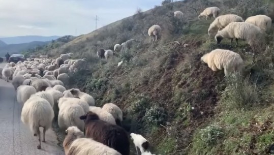 Qeni i stanit drejton tufën e deleve, turisti gjerman çuditet dhe poston videon nga Gjirokastra (VIDEO)