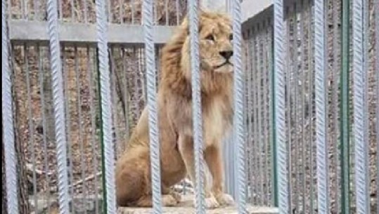 Pronarët e restorantit fusin ilegalisht një luan në Kosovë