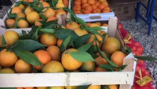 Hapet sezoni i vjeljes së mandarinave në Konispol