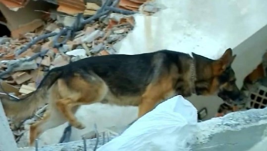 HEROI/ Njihuni me Brandin, qeni i policisë shqiptare që u fut 5 metra nën rrënoja dhe zbuloi njerëz të gjallë