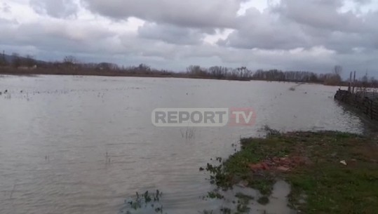 Fushë-Krujë, qindra hektarë në tokë nën ujë pas reshjeve të dendura të shiut! (VIDEO)
