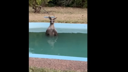 Europa nën dëborë, Australia e përfshirë nga zjarret...kanguri filmohet duke u freskuar në pishinë (VIDEO)