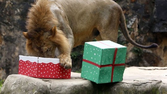 Momentet argëtuese kur kafshët marrin dhurata për Krishtlindje (FOTO)