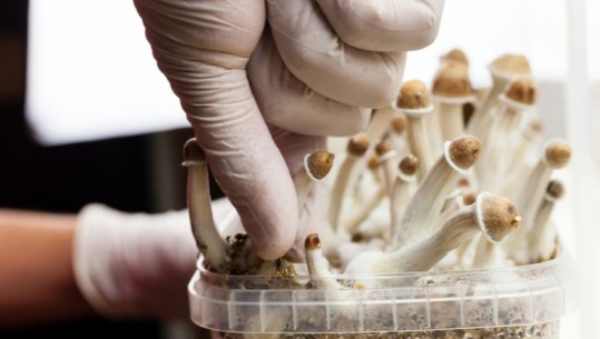 Kërpudhat magjike mund të përdoren si antidepresantë