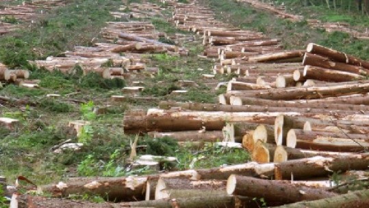 Projekti për pyjet shtyhet deri në vitin 2020, çfarë gjeti misioni i BB në terren